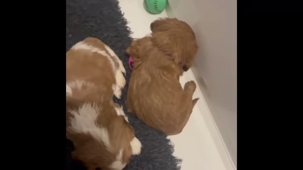 Cavalier King Charles Spaniel dogs for sale: 💙 Health Tested Cavalier Boys💙 - Video 1
