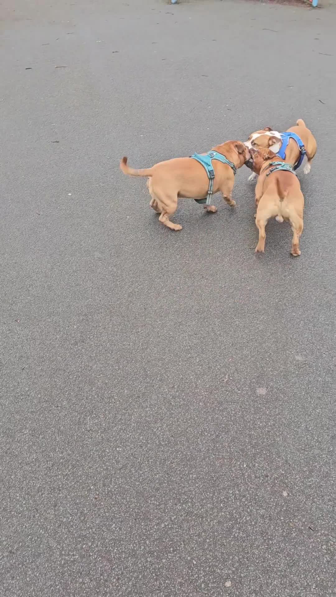 Staffordshire Bull Terrier dogs for stud: 🇬🇧 THE RED DREAMTEAM 🇬🇧Exceptional Temprements in Rochdale - Video 4