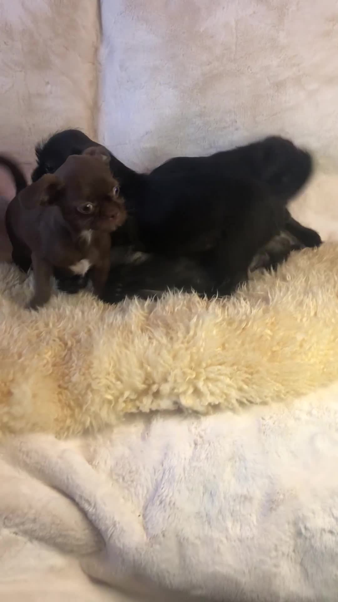 Mixed Breed dogs for sale: ADORABLE LITTER OF SHIH TZU/CHIHUAHUAS - Video 2