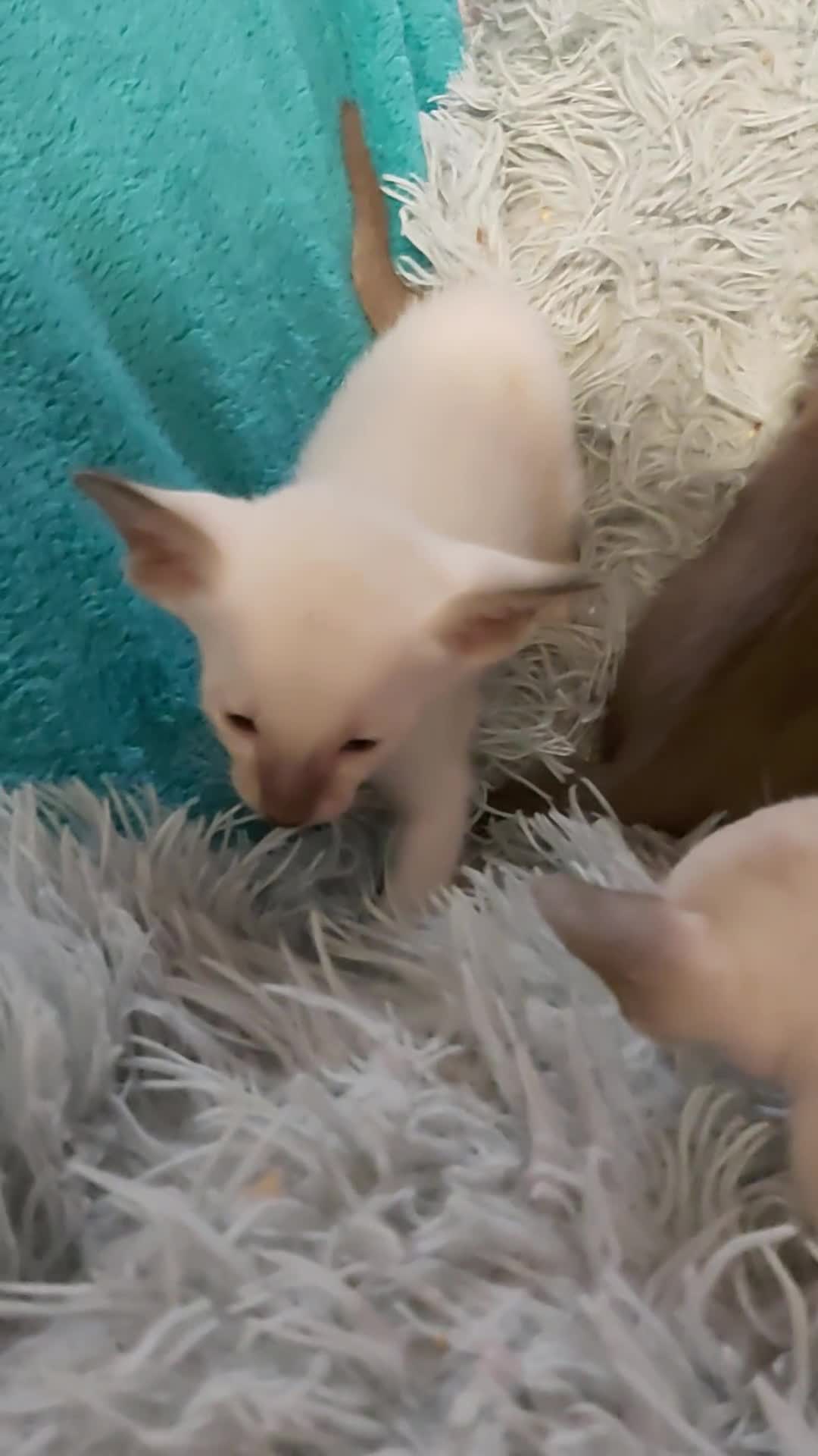 Oriental cats for sale: Full Pedigree Oriental 6 Kittens XL size ears GCCF - Video 1