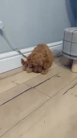 Cockapoo dogs for stud: PROVEN STUD - Red/Apricot F1B cockapoo in Dunstable - Video 1