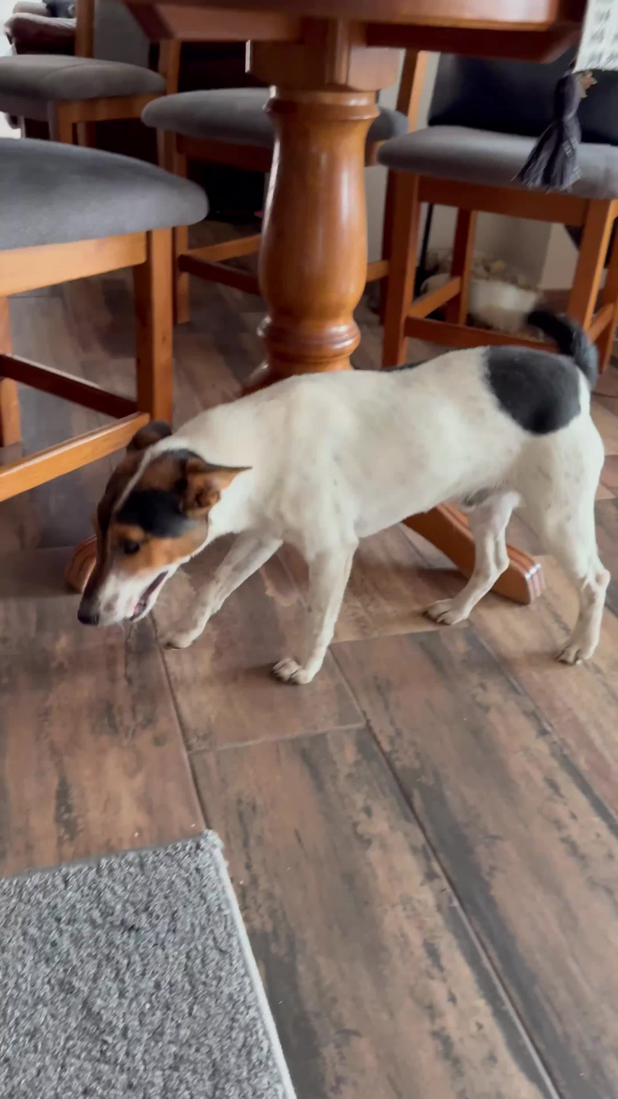 Fox Terrier dogs for adoption: Sweet Mizzo looking for LOVE - Video 1