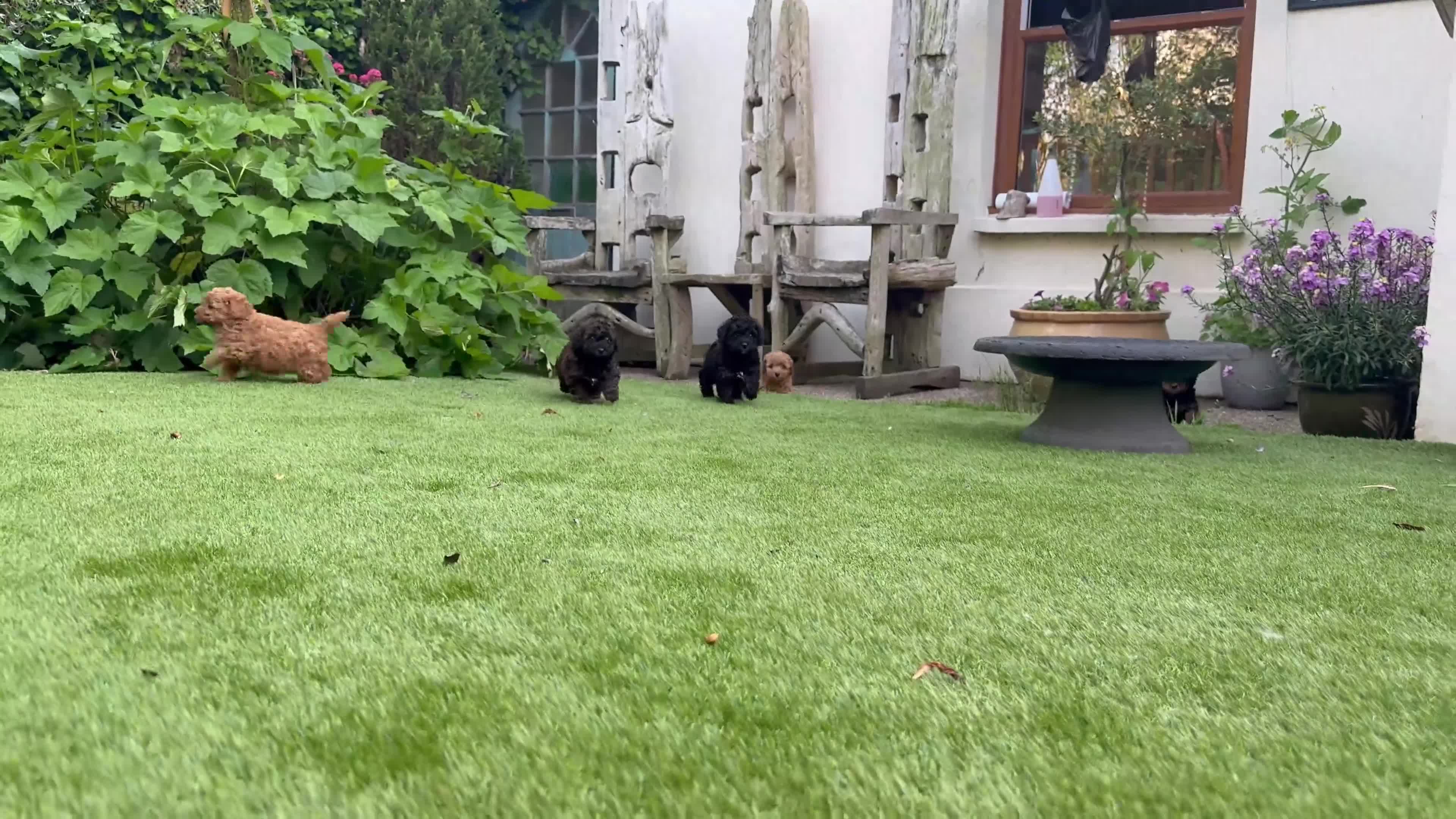 Cavapoochon dogs for sale: Cavapoo curly wurly puppies. 5* Council Reg’d - Video 2