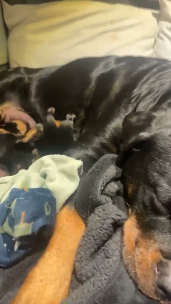 Rottweiler dogs for sale: Beautiful litter from Roxy & Tyson  in Saint Helens - Video 1
