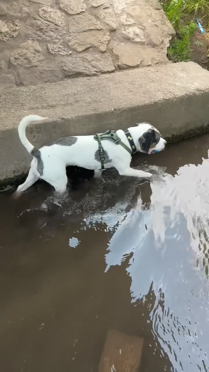 Mixed Breed dogs for sale: Meet Thor  - Video 1