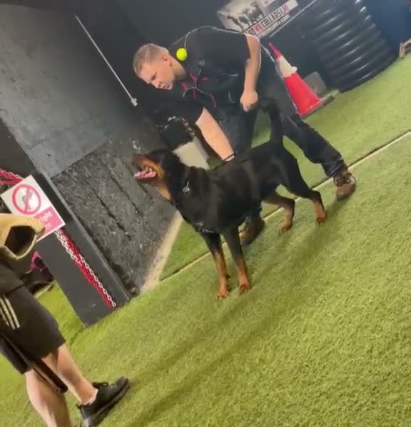 Rottweiler dogs for sale: WORLD CHAMPION CHUNKY ROTTWEILERS  - Video 1