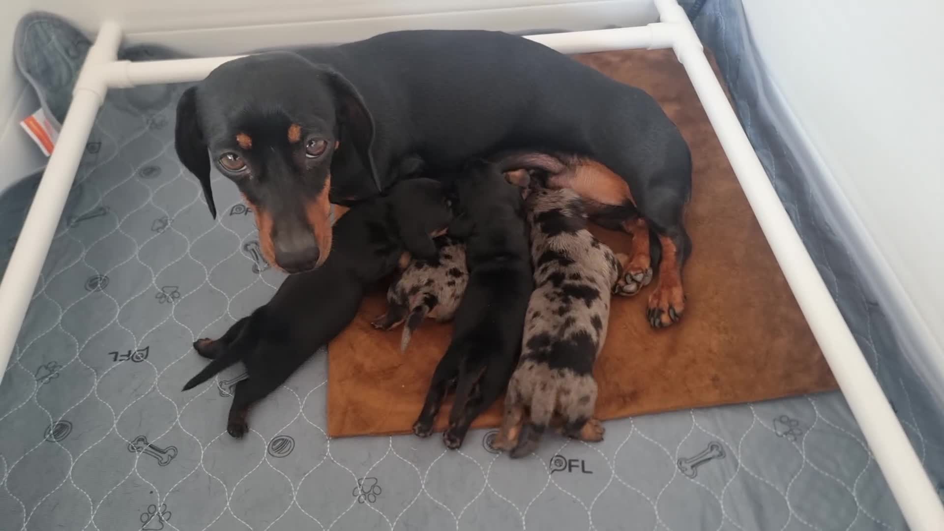 Miniature Dachshund dogs for sale: Stunning KC Health Tested Miniature Dachshunds - Video 3