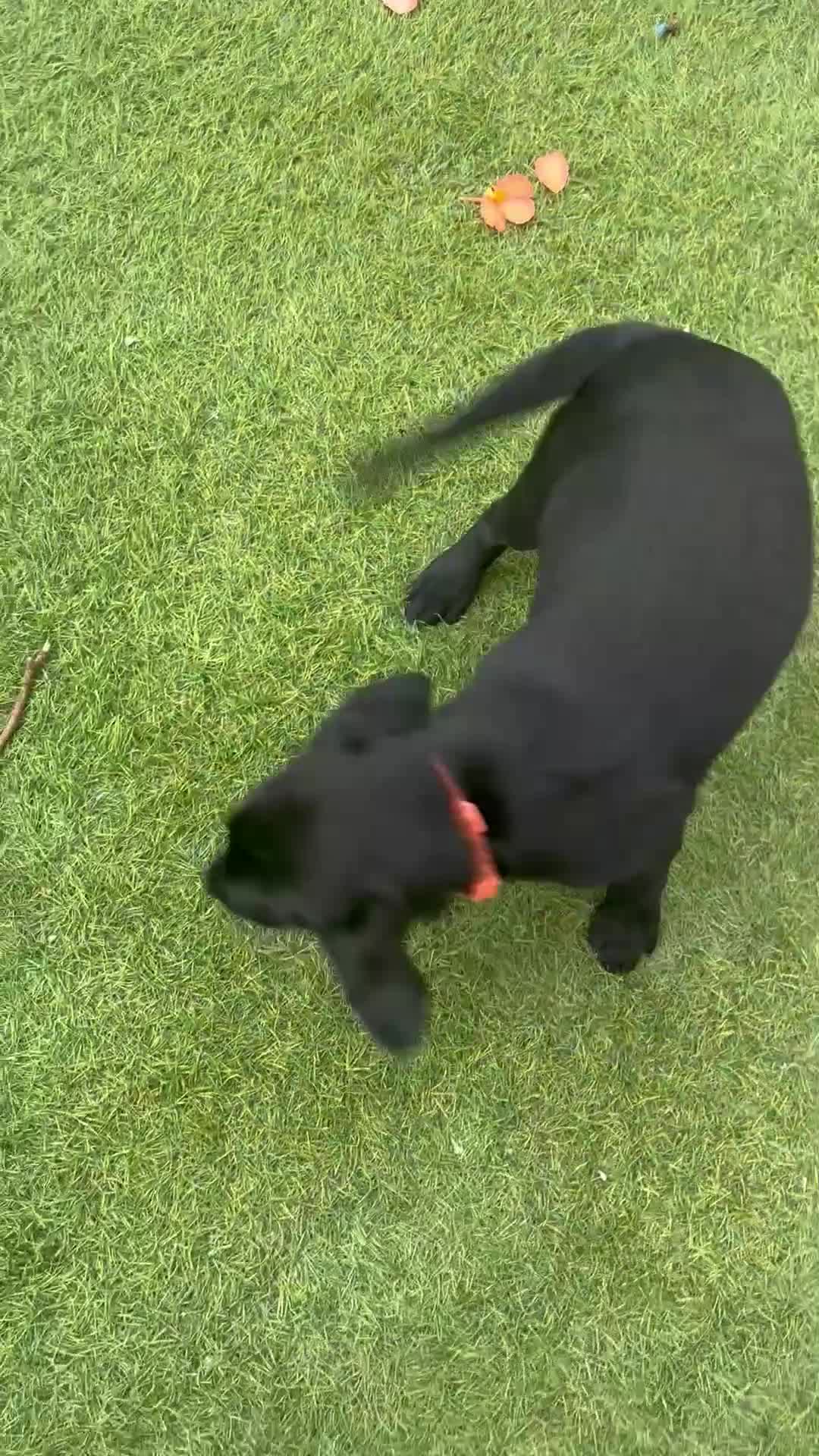 Labrador Retriever dogs for sale: Black lab 1 girl remaining reduced not 2 be missed - Video 2