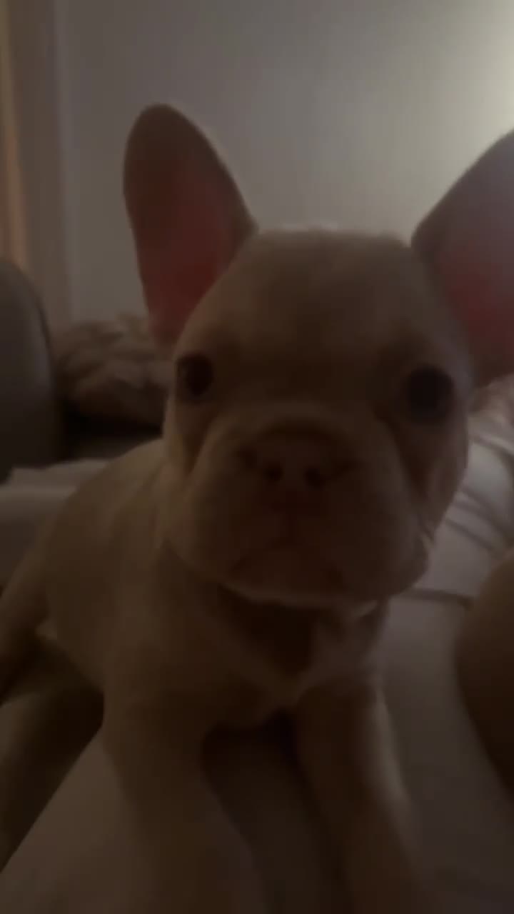 French Bulldog dogs for sale: French Bulldog🩷-Price Reduction-Open to offers!! - Video 1