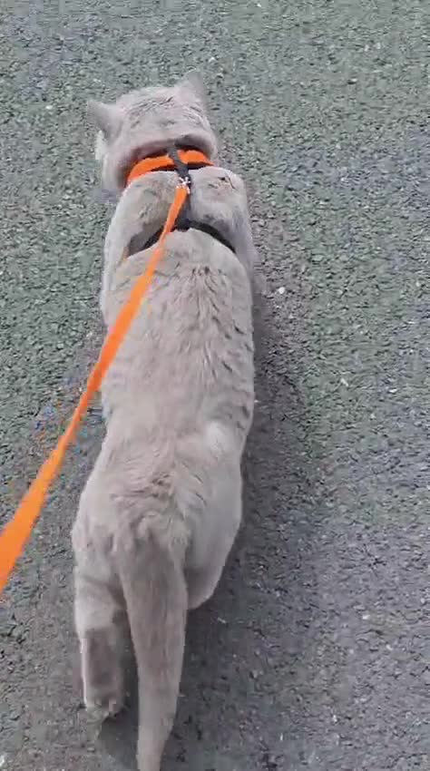 British Shorthair cats for sale: Beautiful Lilac British Shorthair  - Video 1