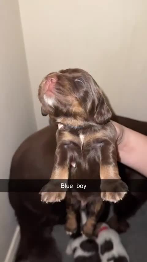 Sprocker dogs for sale: 7 Beautiful Sprocker Spaniel Puppies - Video 2