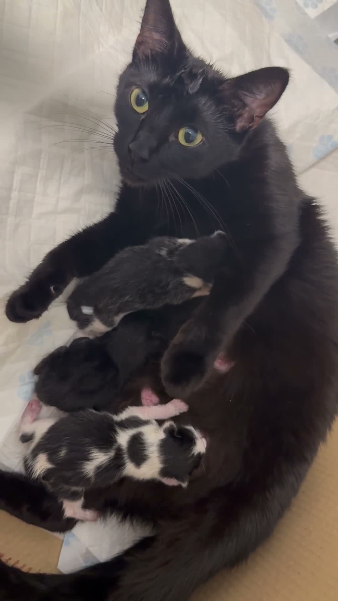 Mixed Breed cats for sale: must go to loving homes - Video 1