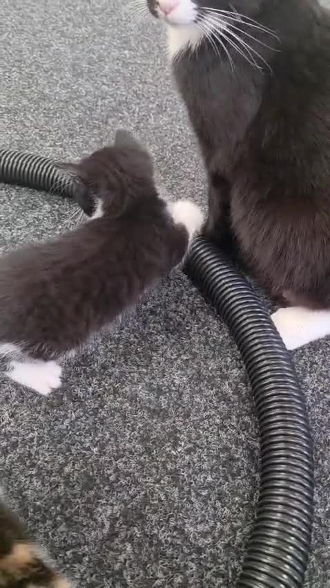 Domestic Shorthair cats for sale: 5 stunning black, ginger and white kittens - Video 2