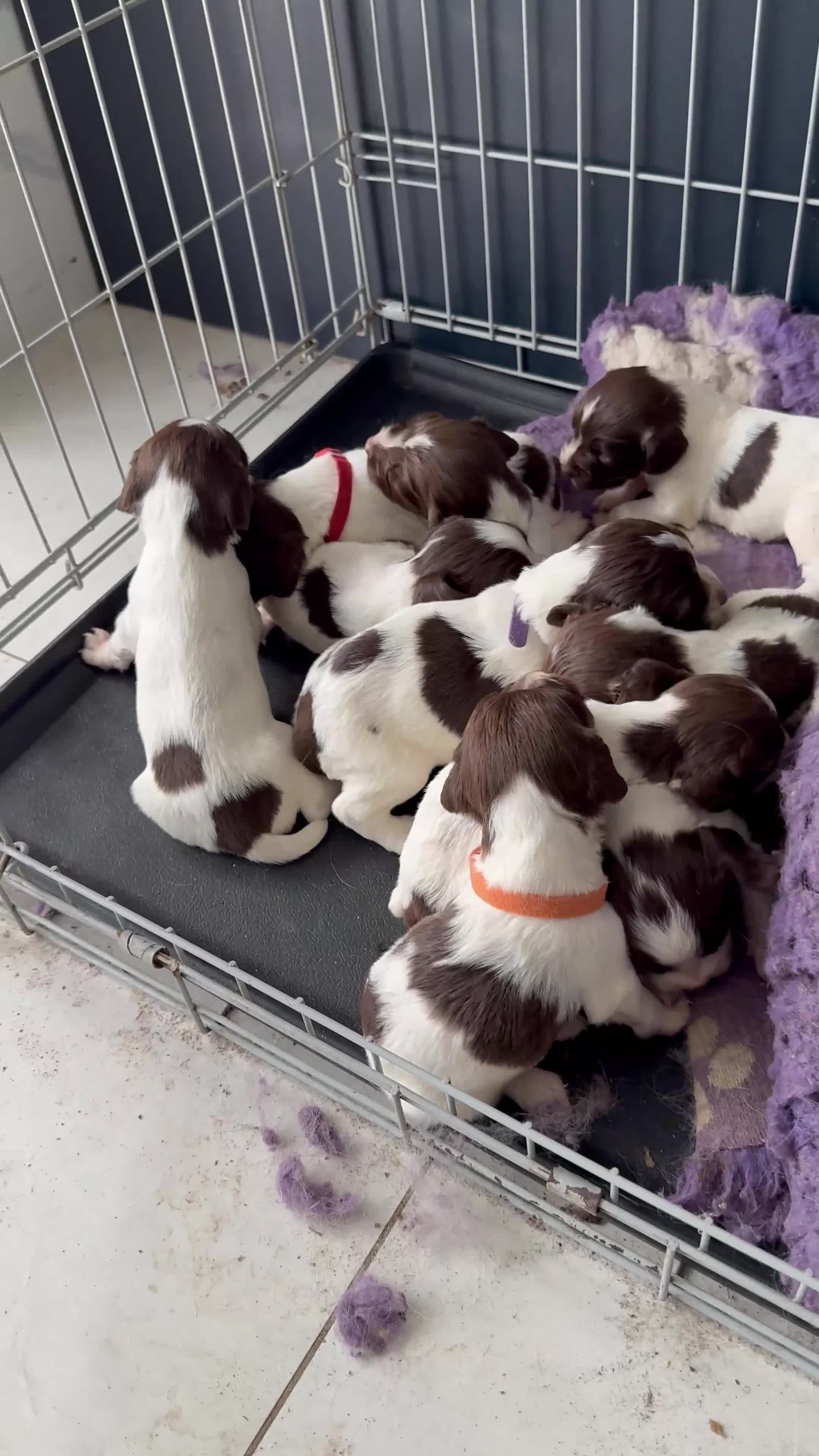 English Springer Spaniel dogs for sale: Beautiful Springer Spaniel working line - Video 2