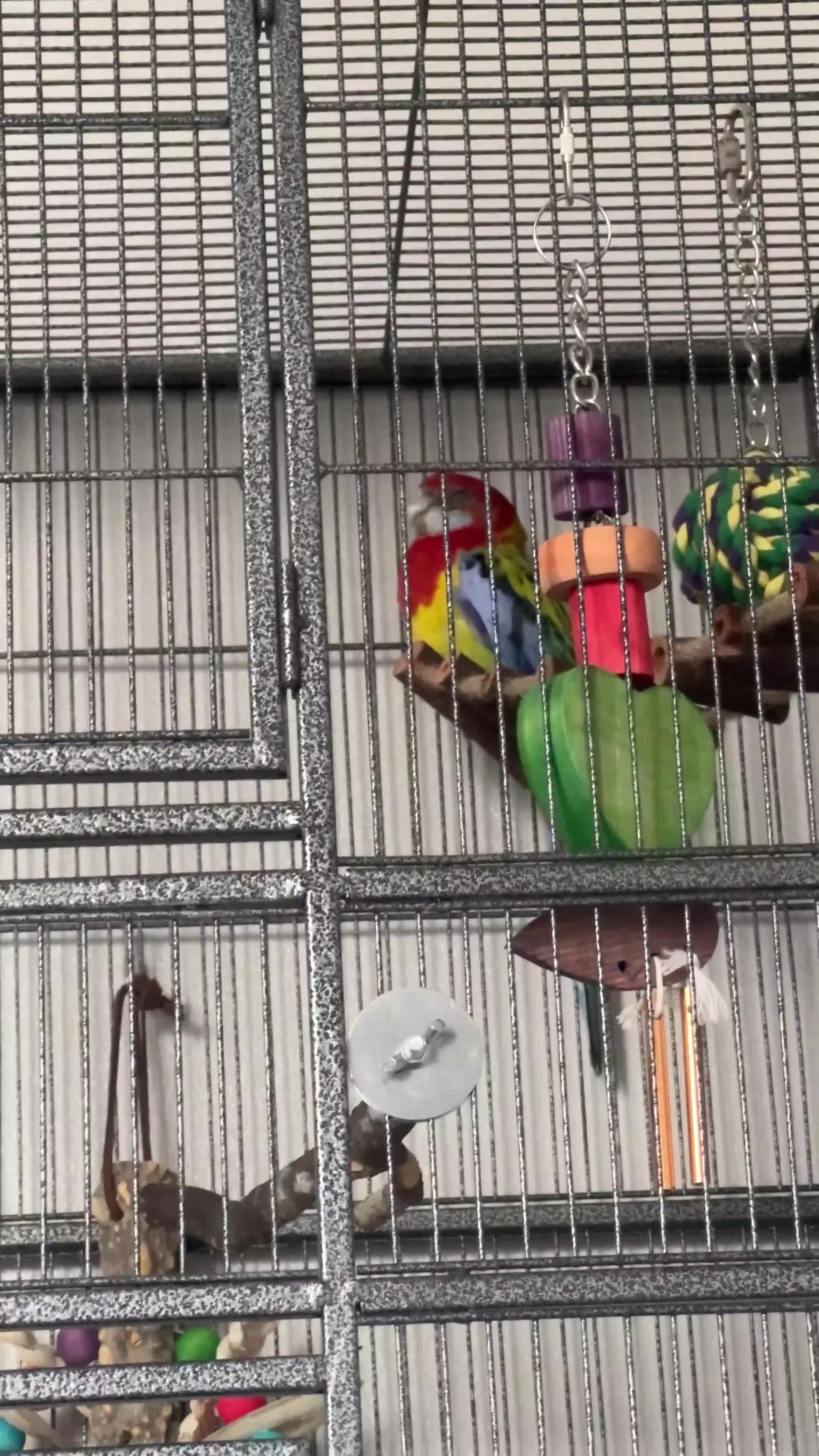 Parakeets birds for sale: Eastern Rosella - Video 2