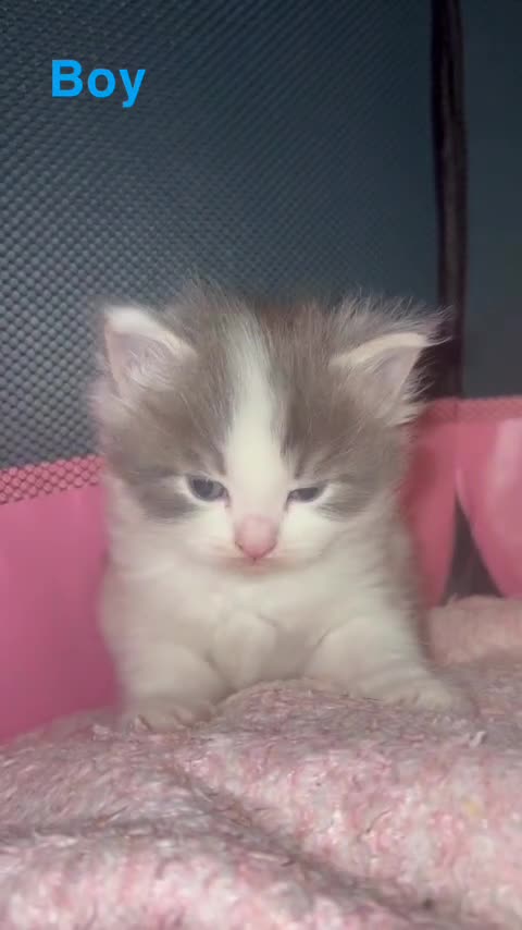 British Longhair cats for sale: British longhair kittens - Video 3