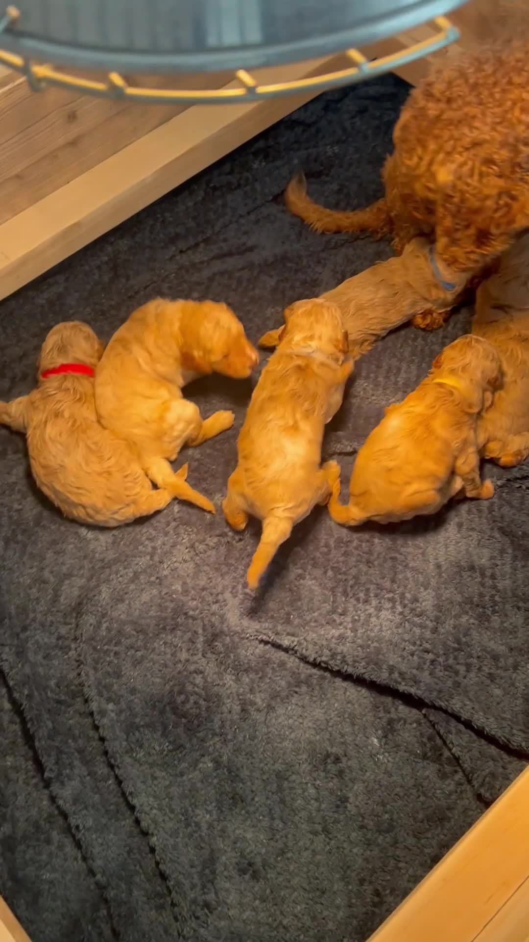 Cavapoo dogs for sale: Cavapoo Puppies for Sale - Video 3