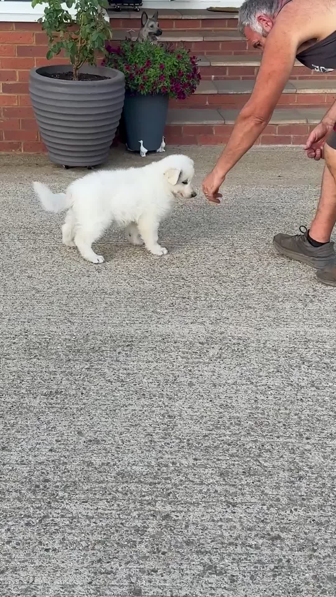 White Swiss Shepherd dogs for sale: Absolutely gorgeous  - Video 2