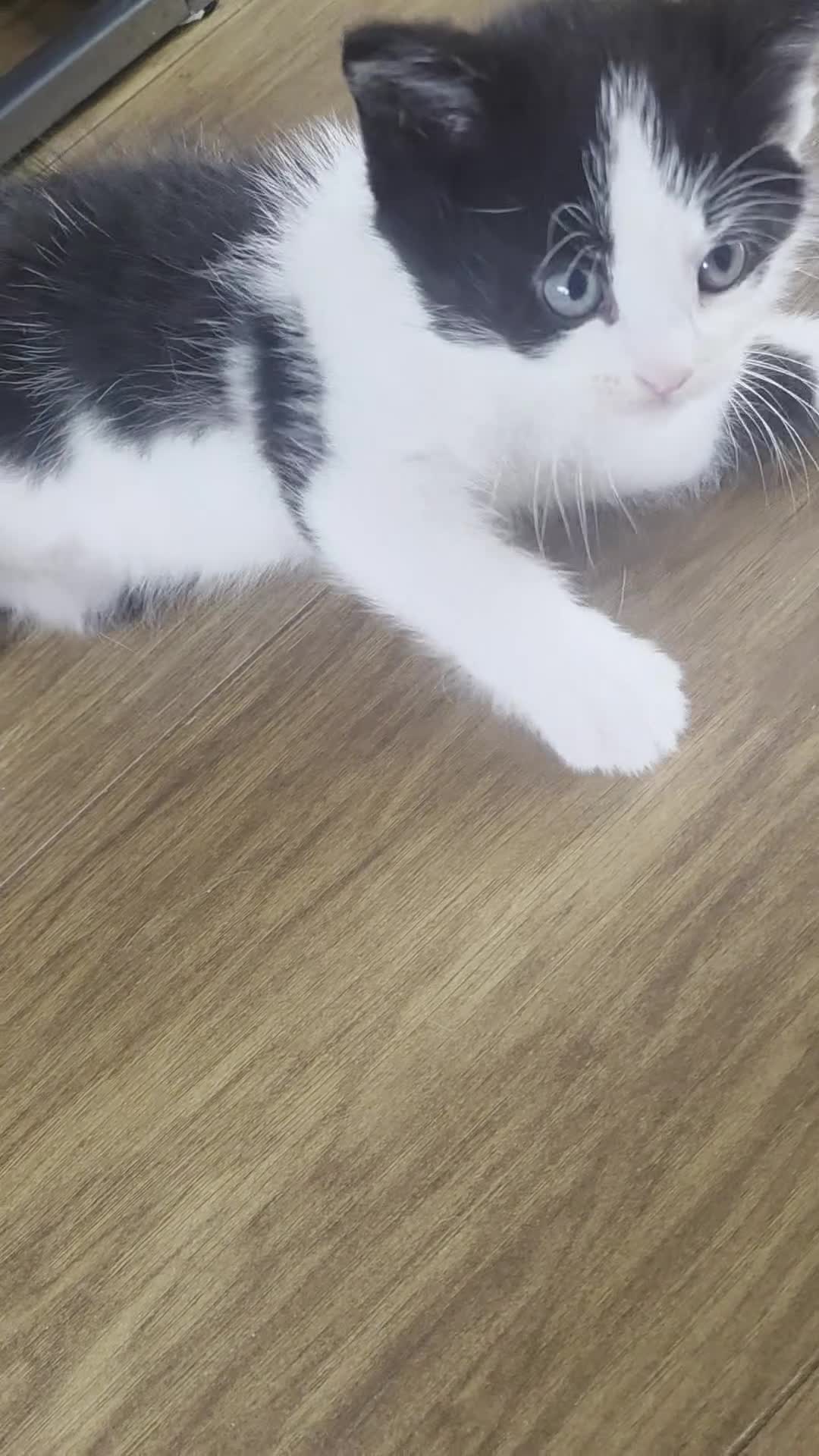 Mixed Breed cats for sale: Beautiful 1 Boy 1 Girl (British xRagdoll Mix) - Video 2