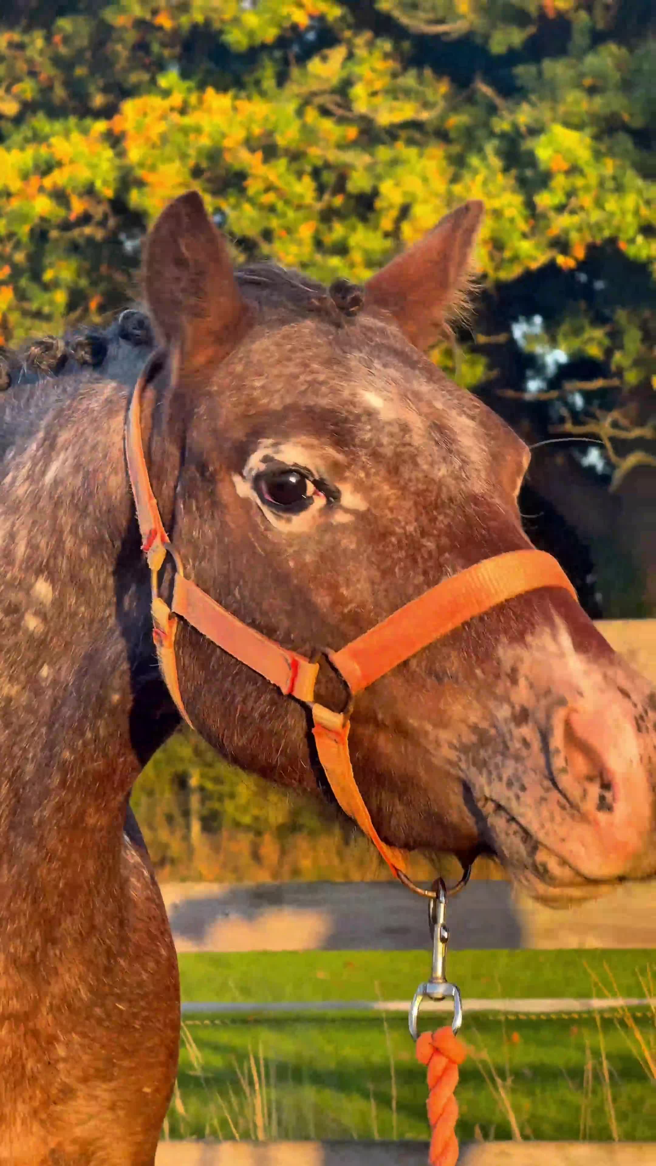 Appaloosa horses for sale: Outstanding spotted filly - Video 1