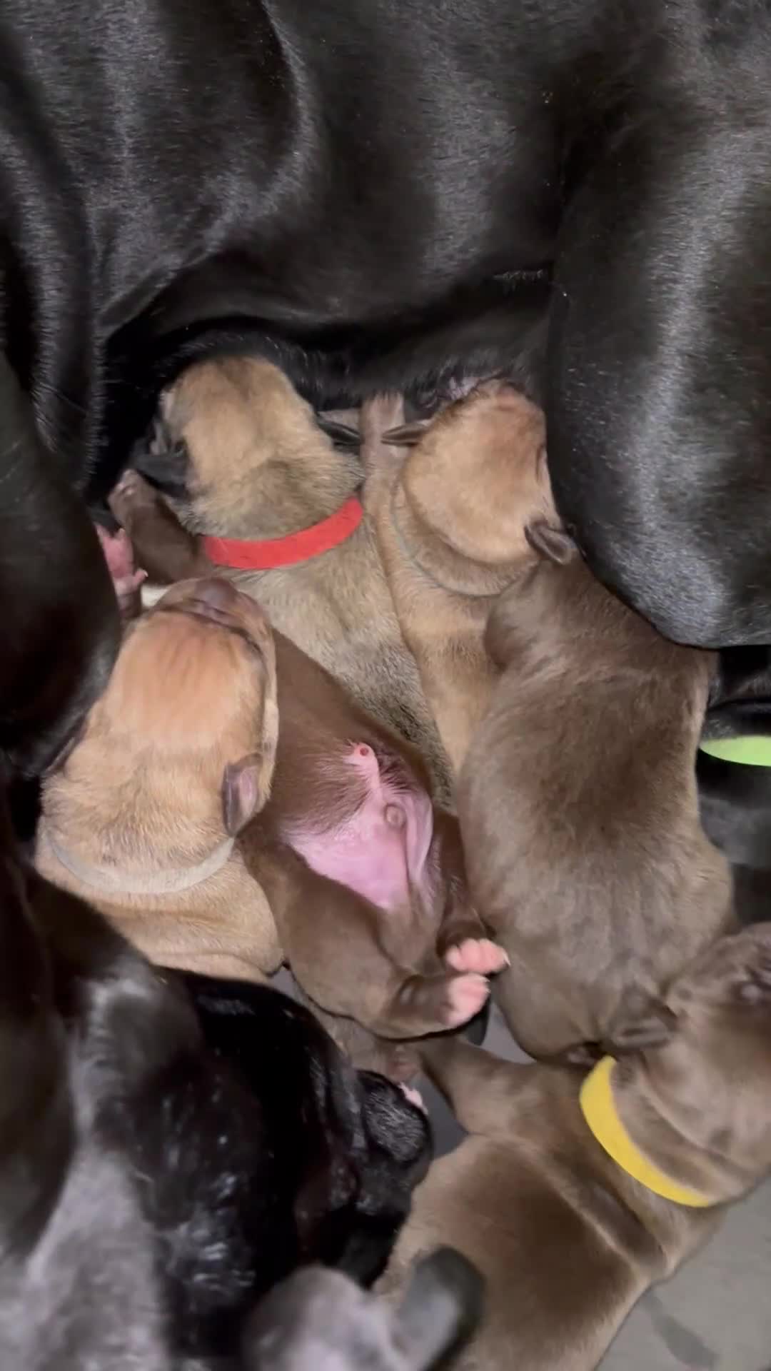 Mixed Breed dogs for sale: Bull presa pups  - Video 5