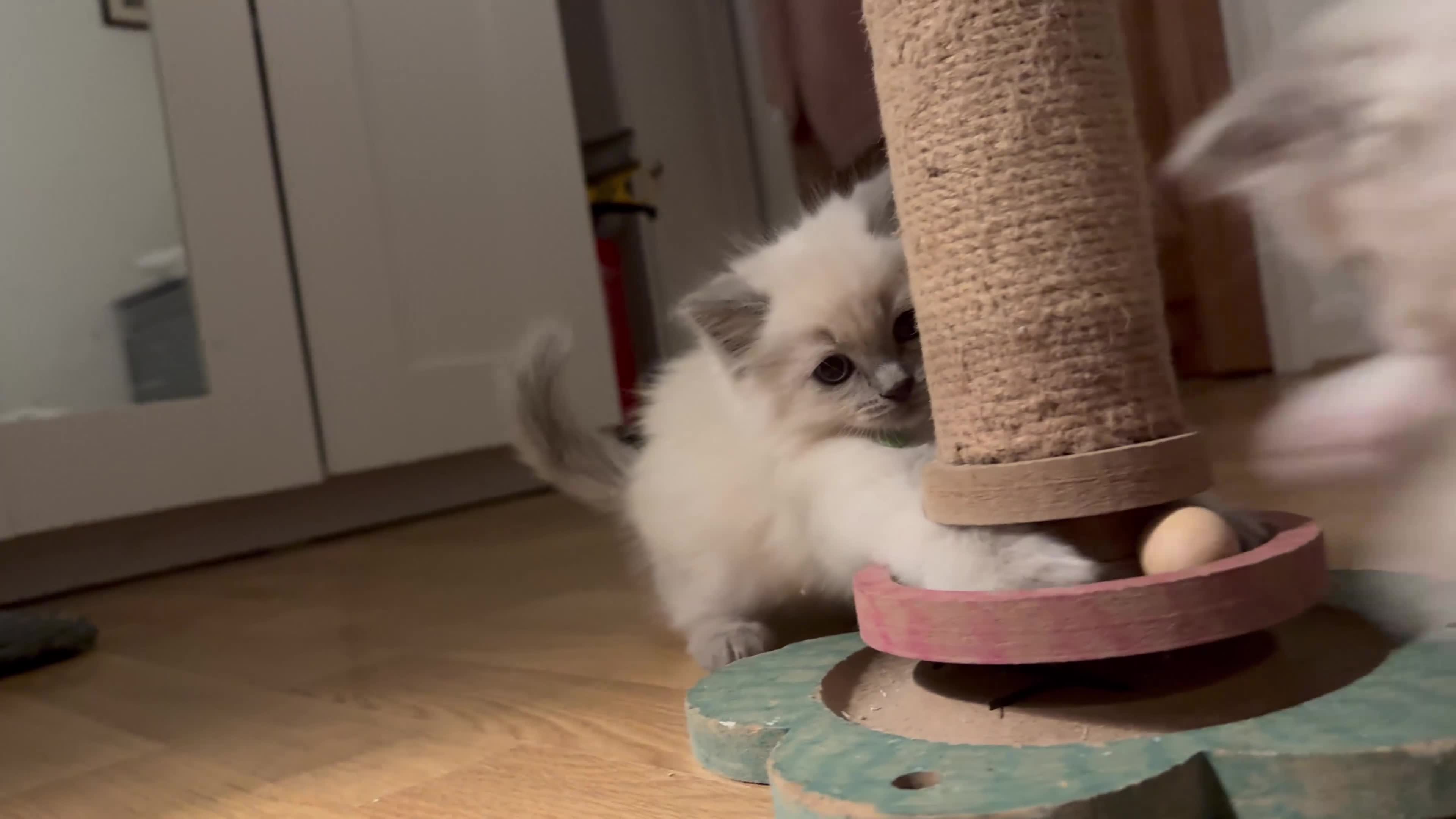 Ragdoll cats for sale: 2 ragdoll kittens  - Video 3