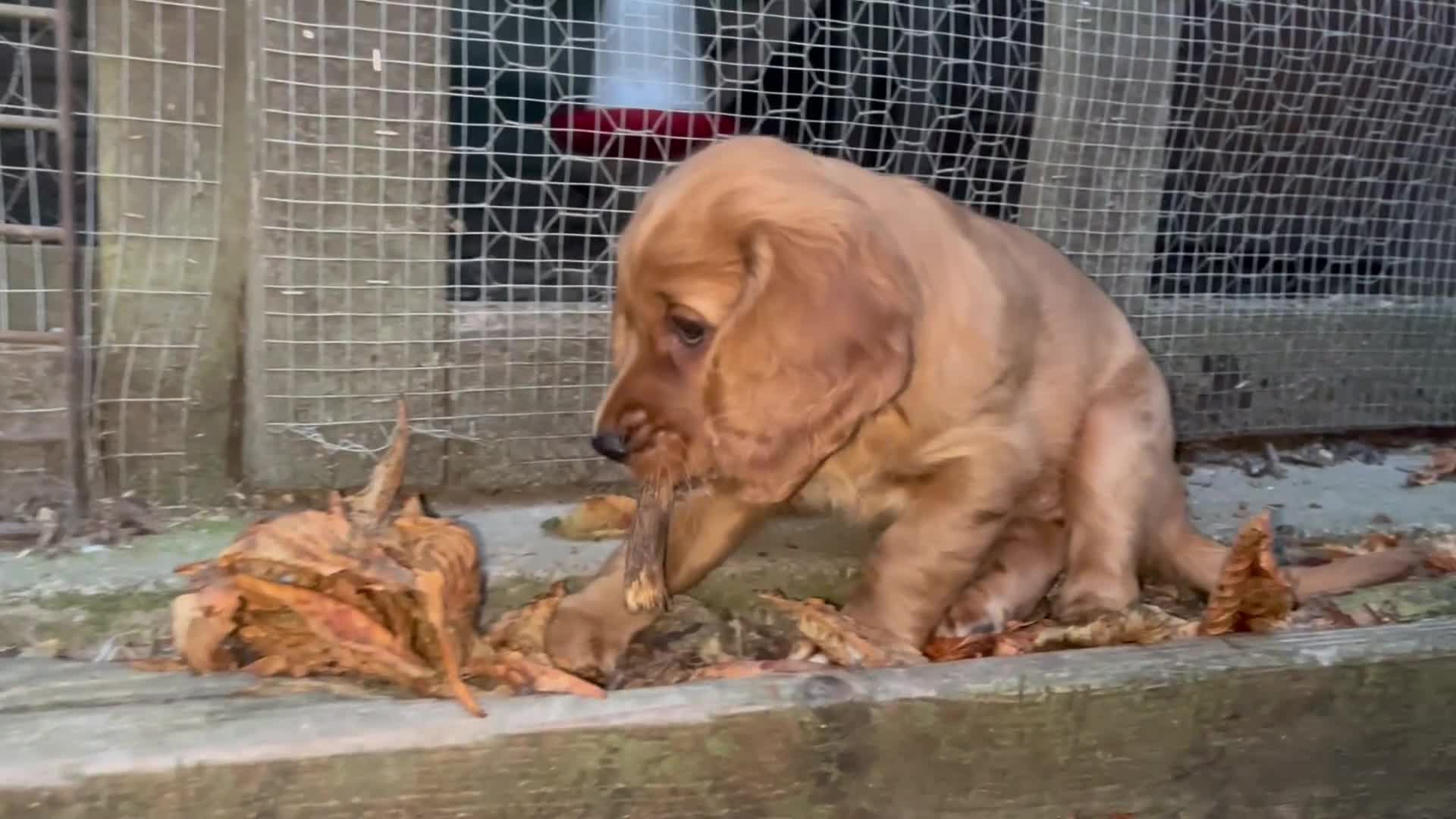 Cocker Spaniel dogs for sale: Health tested cocker spaniel pups - Video 2