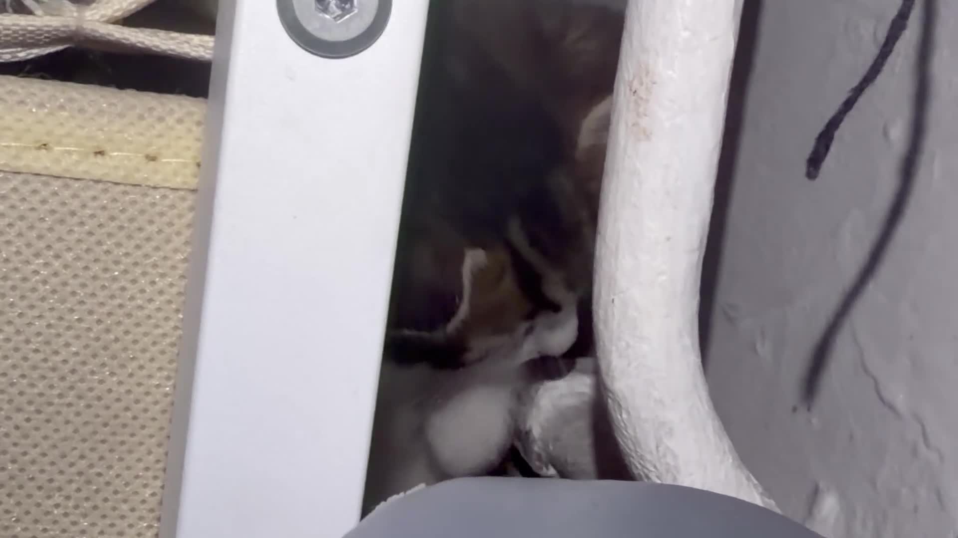 Siberian cats for sale: Ready now Gorgeous Siberian mixed kitten male  - Video 2