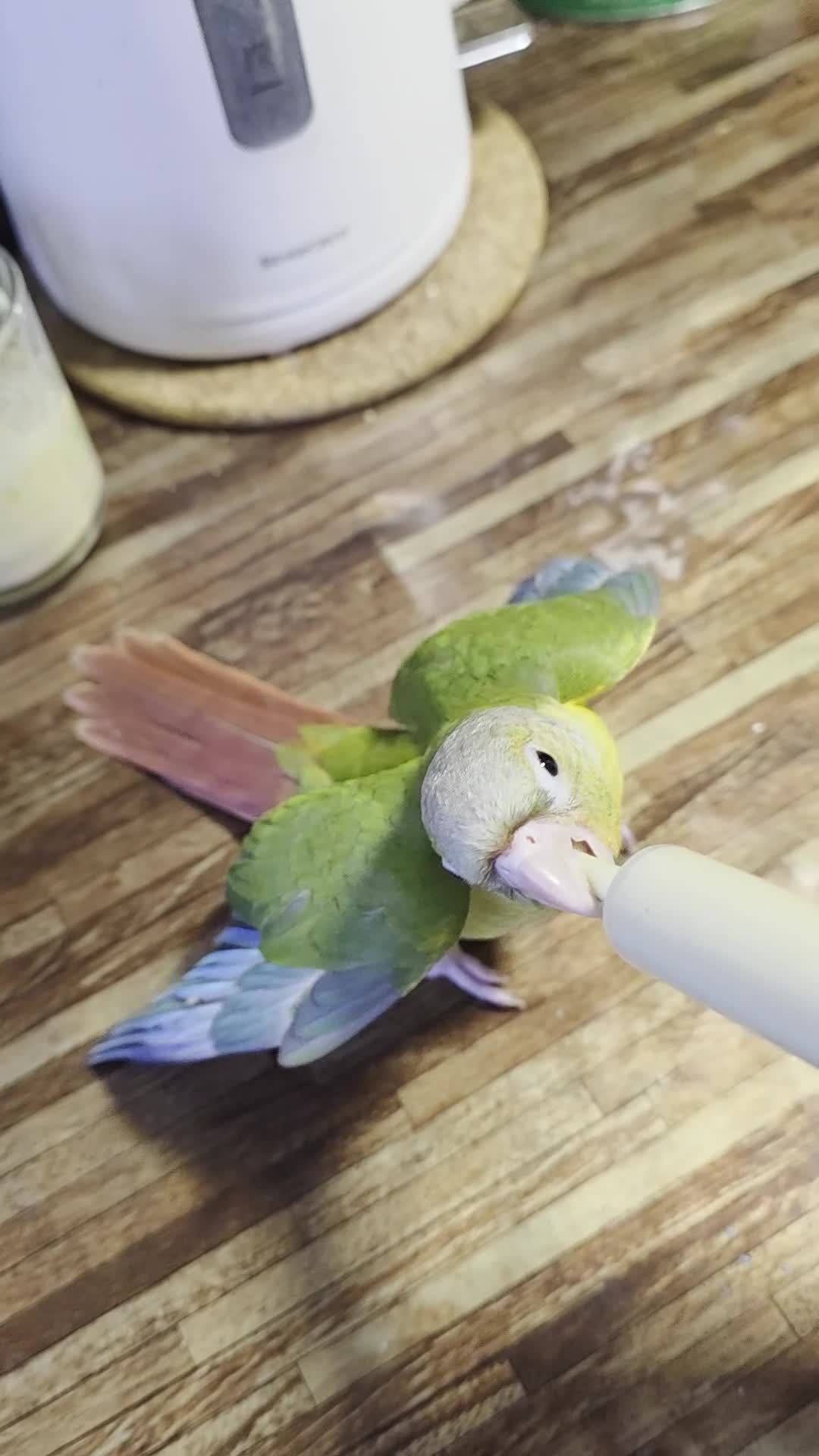 Parrots birds for sale: 2 Green Cheek Conures for sale  in Hampton - Video 1