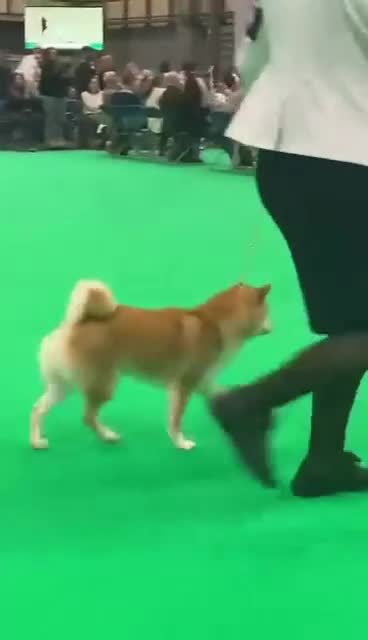 Japanese Shiba Inu dogs for stud: Champion bloodline health Japanese Shiba Inu stud - Video 1