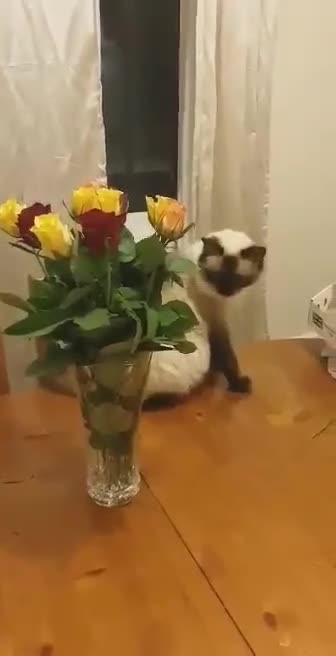Ragdoll cats for sale: Ragdoll - Video 3