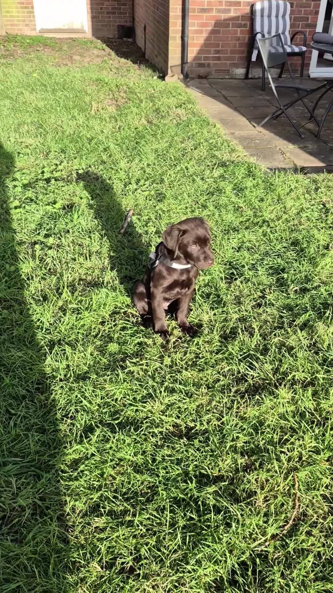 Labrador Retriever dogs for sale: Choc Lab Ready For a Forever Home in London - Video 2