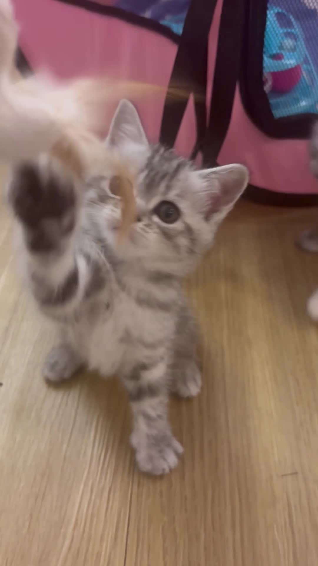 Persian cats for sale: Persian Cross Kittens - GCCF Registered parents - Video 1