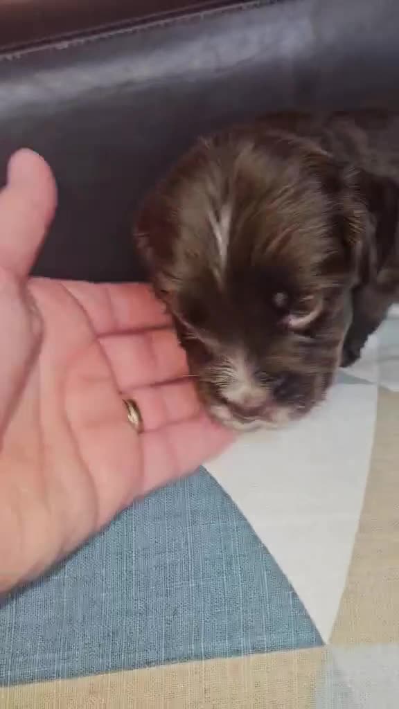 Sprocker dogs for sale: Sprocker Spaniel Puppies  - Video 2