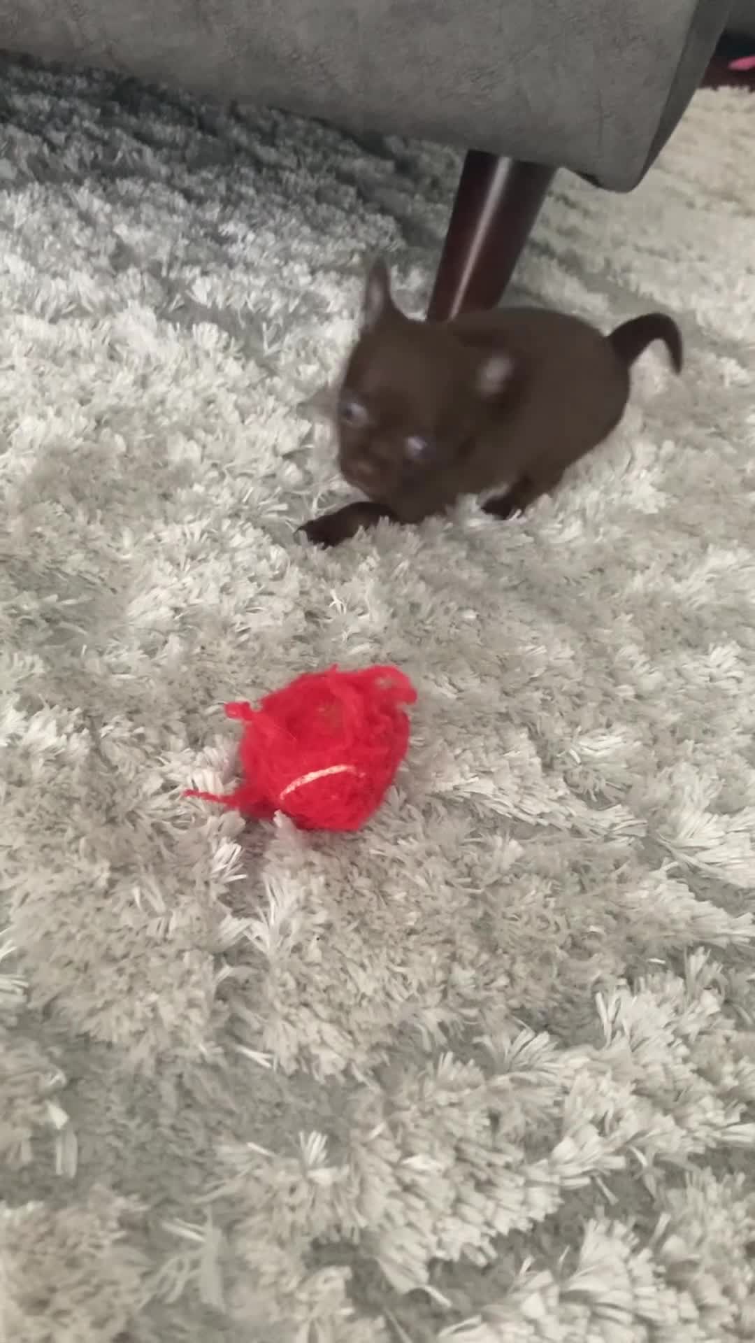 Chihuahua dogs for sale: Beautiful chocolate smooth coat chihuahua  in Middlesbrough - Video 1