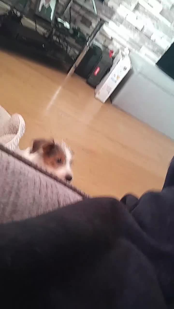 Jack Russell dogs for sale: 12 week old jack Russel - Video 1