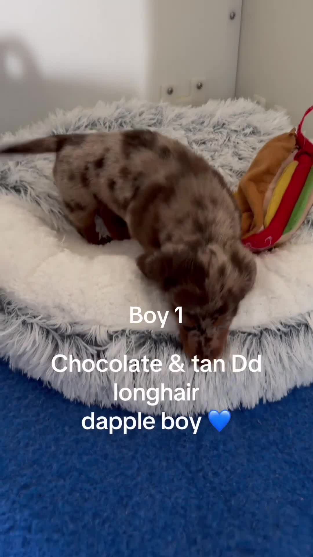 Miniature Dachshund dogs for sale: Quality miniature long hair choc & tan dapples - Video 2