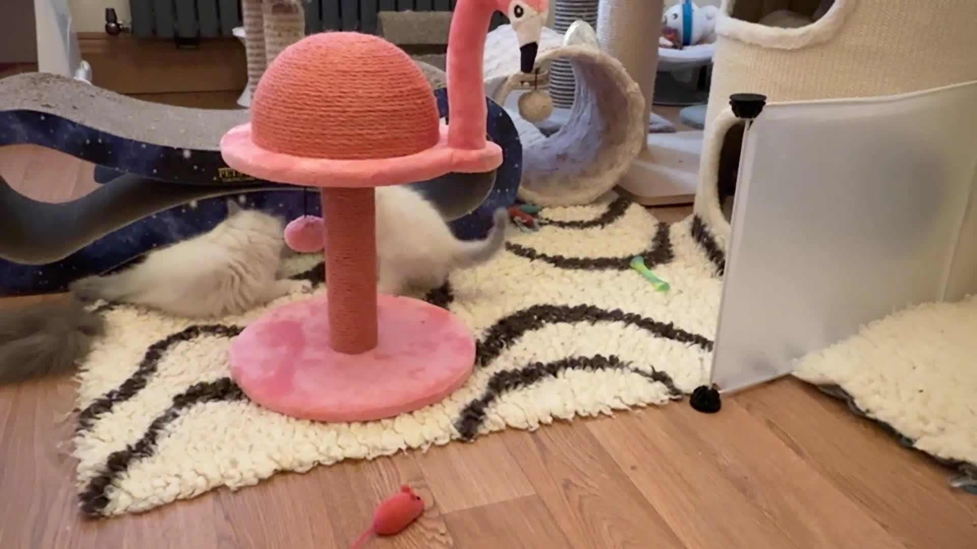 Ragdoll cats for sale: GCCF REGISTERED RAGDOLL KITTENS in Ashton-under-Lyne - Video 3