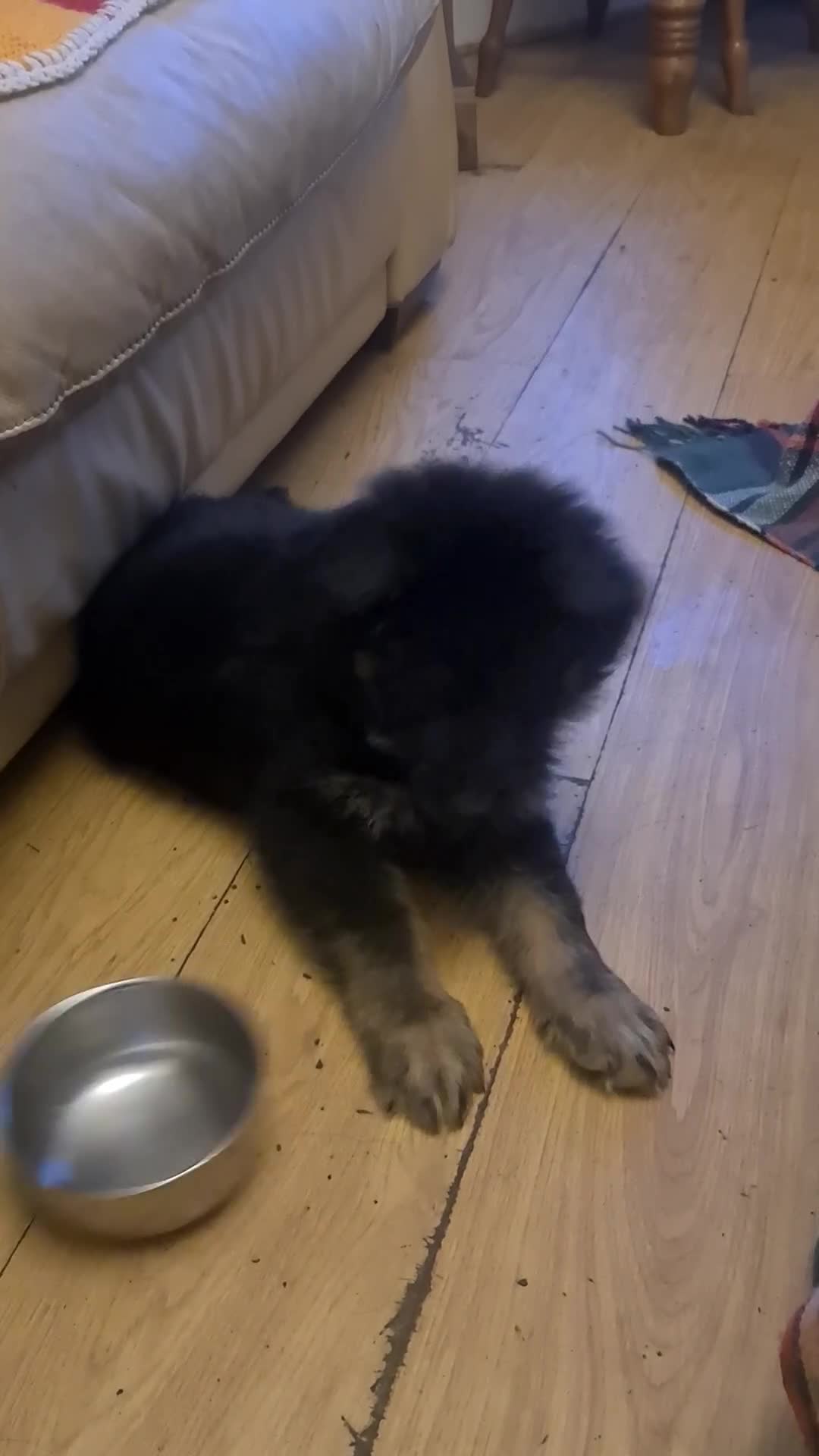 German Shepherd dogs for sale: Long haired German Sheperd dog puppy. - Video 1