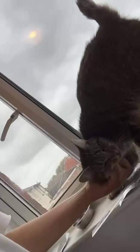 Domestic Shorthair cats for sale: Meet lilly 3 years old - Video 1