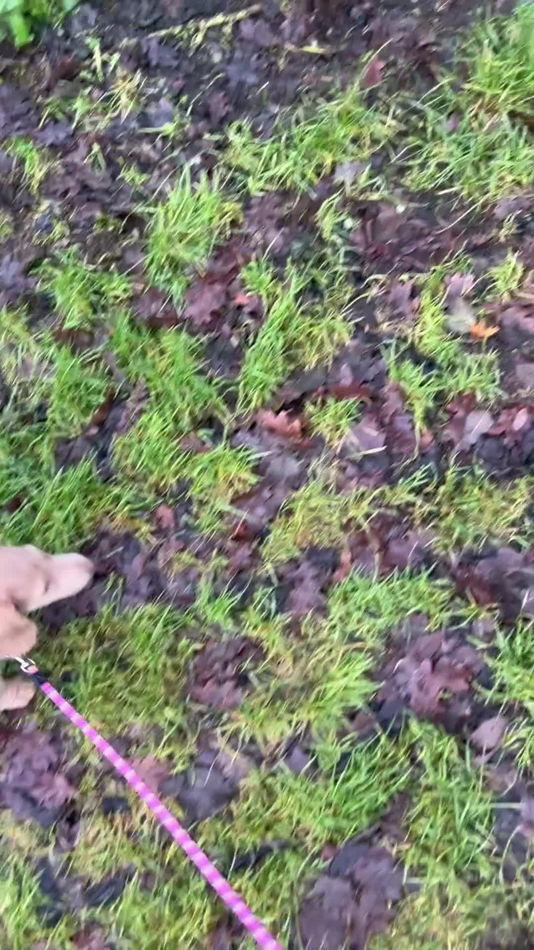 Miniature Dachshund dogs for sale: Long haired miniature dachshund - Video 1