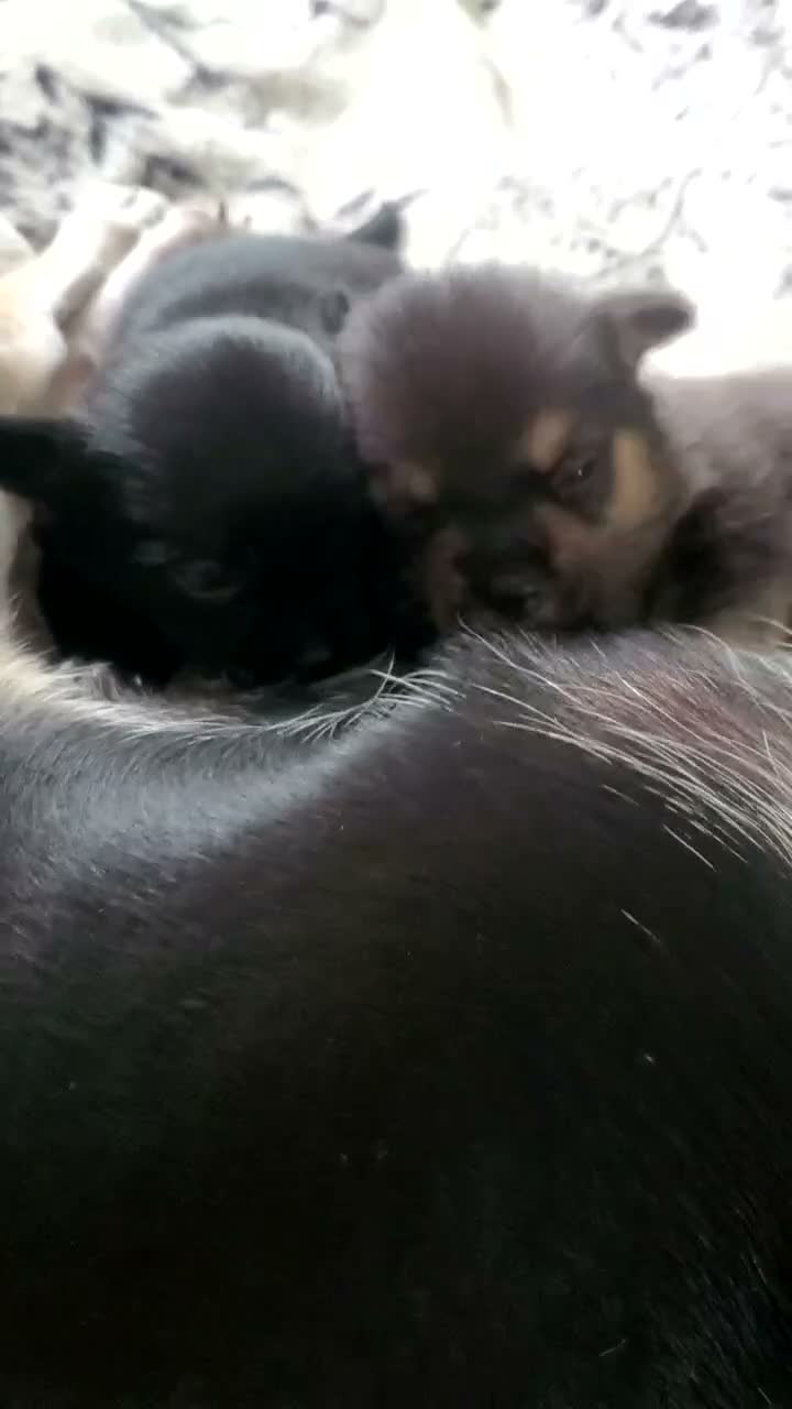 Pomchi dogs for sale: Bruce  - Video 3