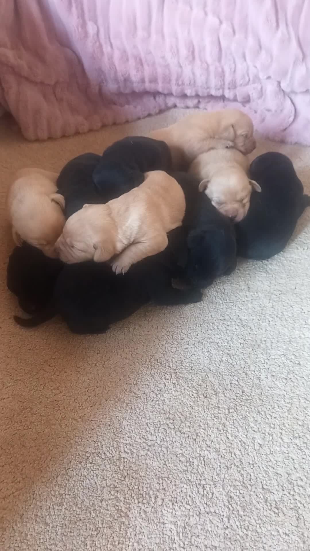 Labrador Retriever dogs for sale: Gorgeous KC registered puppies.  - Video 2