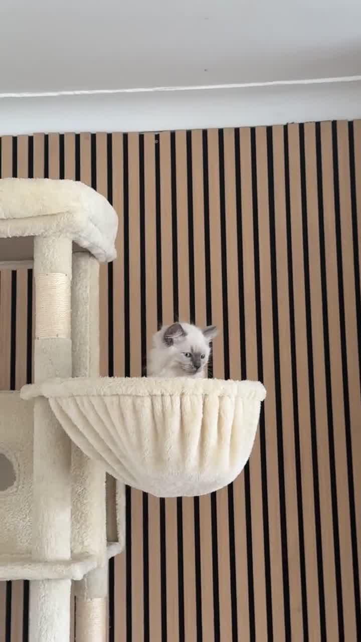Ragdoll cats for sale: Ragdoll for sale  - Video 1