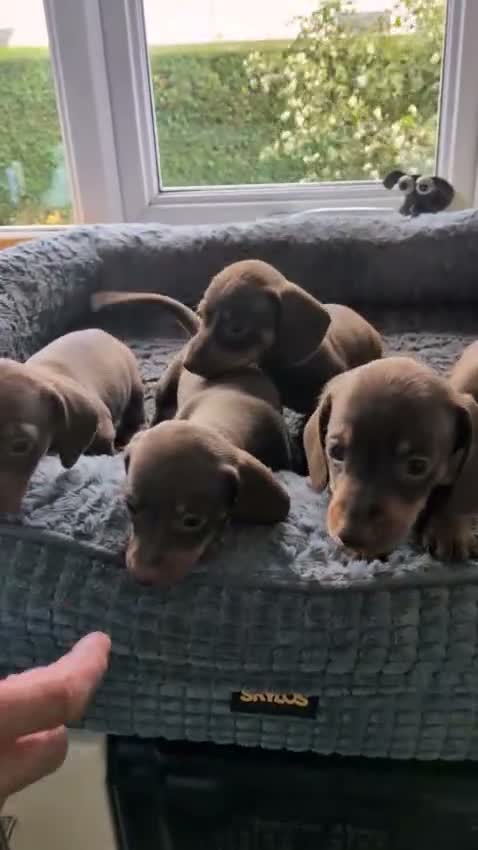 Dachshund dogs for sale: 🐶🐶 Beautiful Minature Dachshund Babies ! 🐶🐶 - Video 1