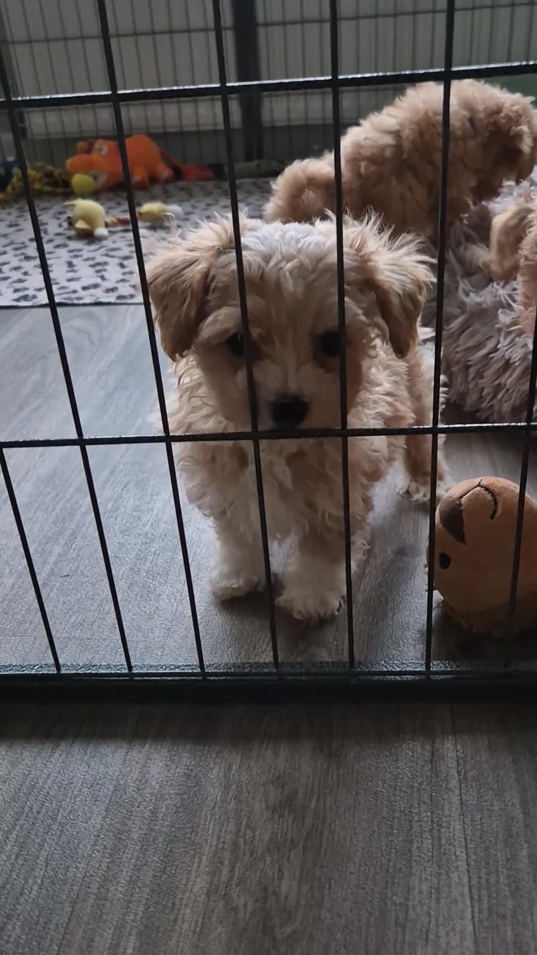 Maltipoo dogs for sale: F1 Maltipoo puppies 🐶 Just 2 girls remaining  - Video 5