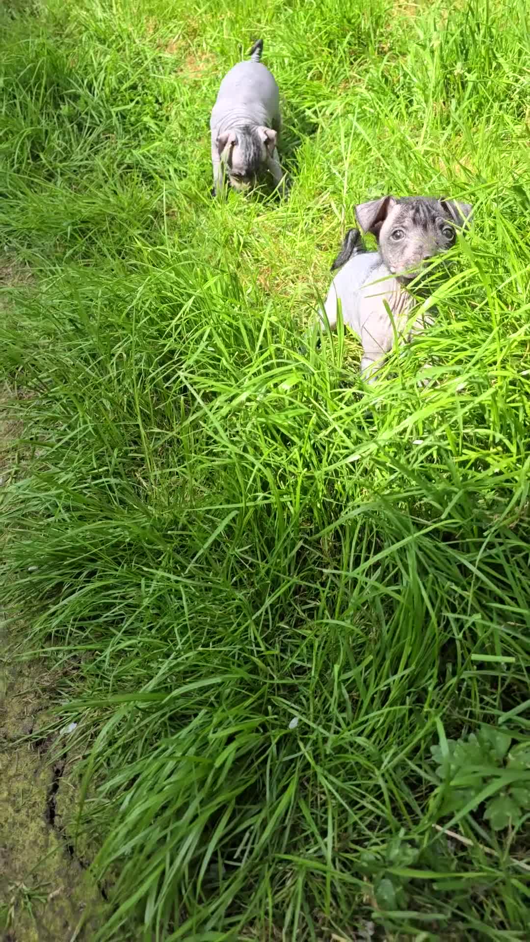 Mexican Hairless dogs for sale: Mexican hairless  in Newcastle upon Tyne - Video 1