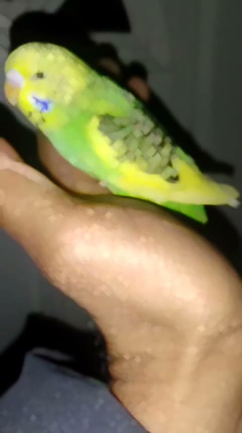 Budgerigars birds for sale: Hand reared super tame  budgie  - Video 1