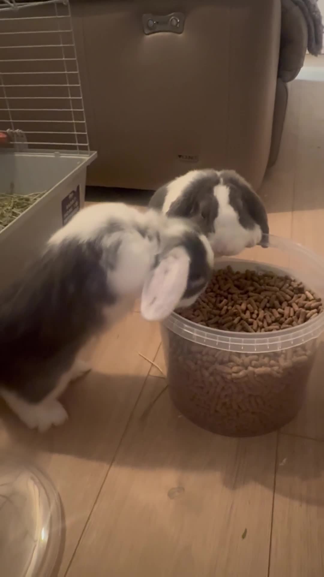 Mini Lop rabbits for sale: Mini Lop Sisters Looking for a Loving Home! - Video 1