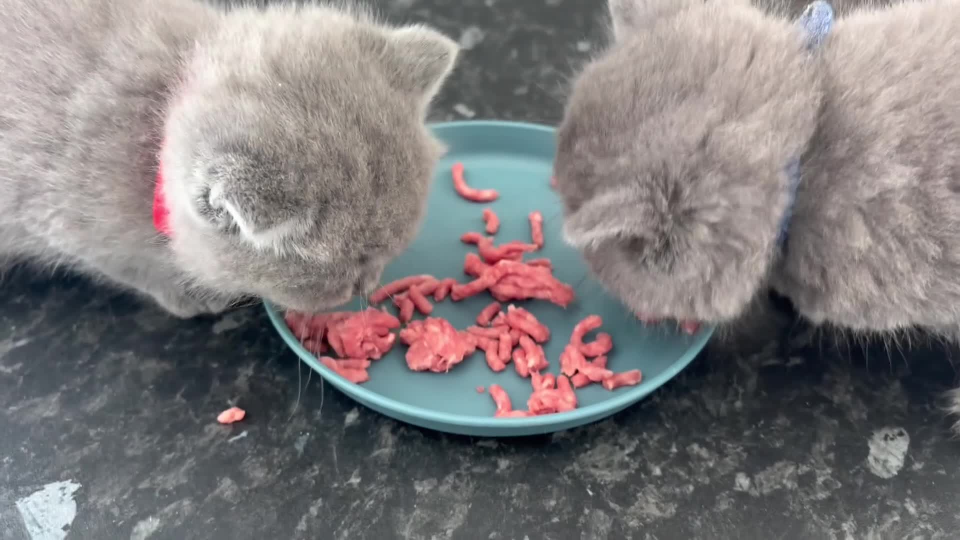 British Shorthair cats for sale: READY NOW / Adorable Blue kittens - Video 1